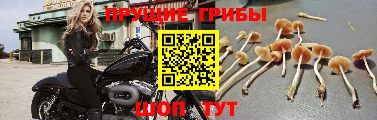 Галлюциногенные грибы Psilocybe Невинномысск